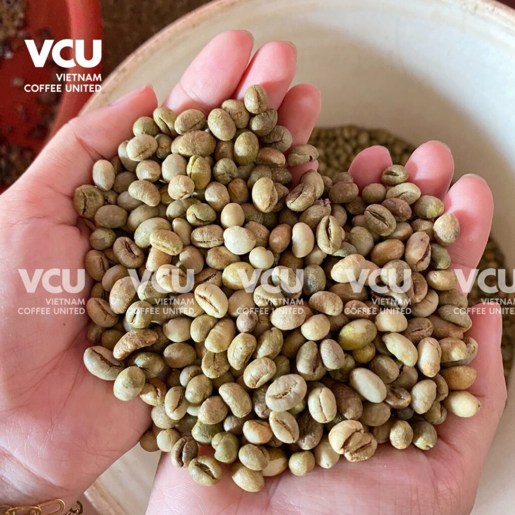 Culi Robusta VCU