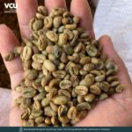 Early 2024-2025 harvest coffee