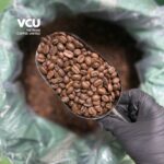 Roasted Arabica Cau Dat