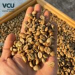 Fine Robusta Vietnam