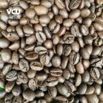 Roasted Fine Robusta Vietnam