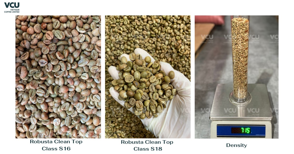 Robusta Clean top class coffee green beans