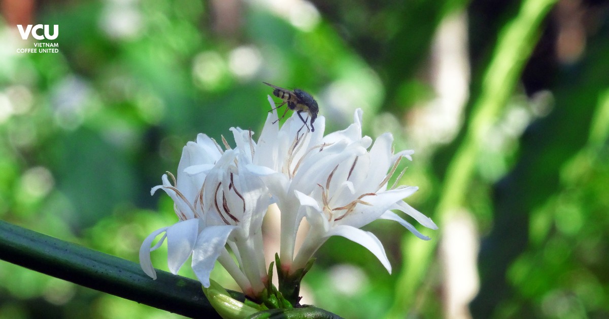 Robusta coffee flowers