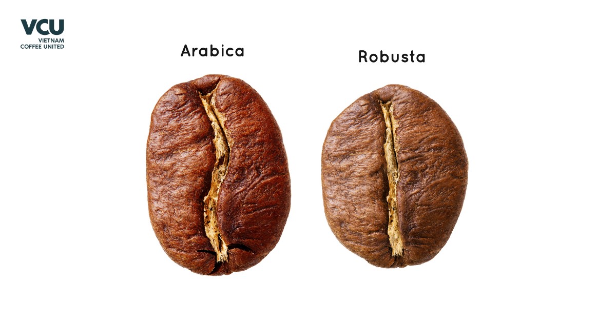 Robusta coffee shape