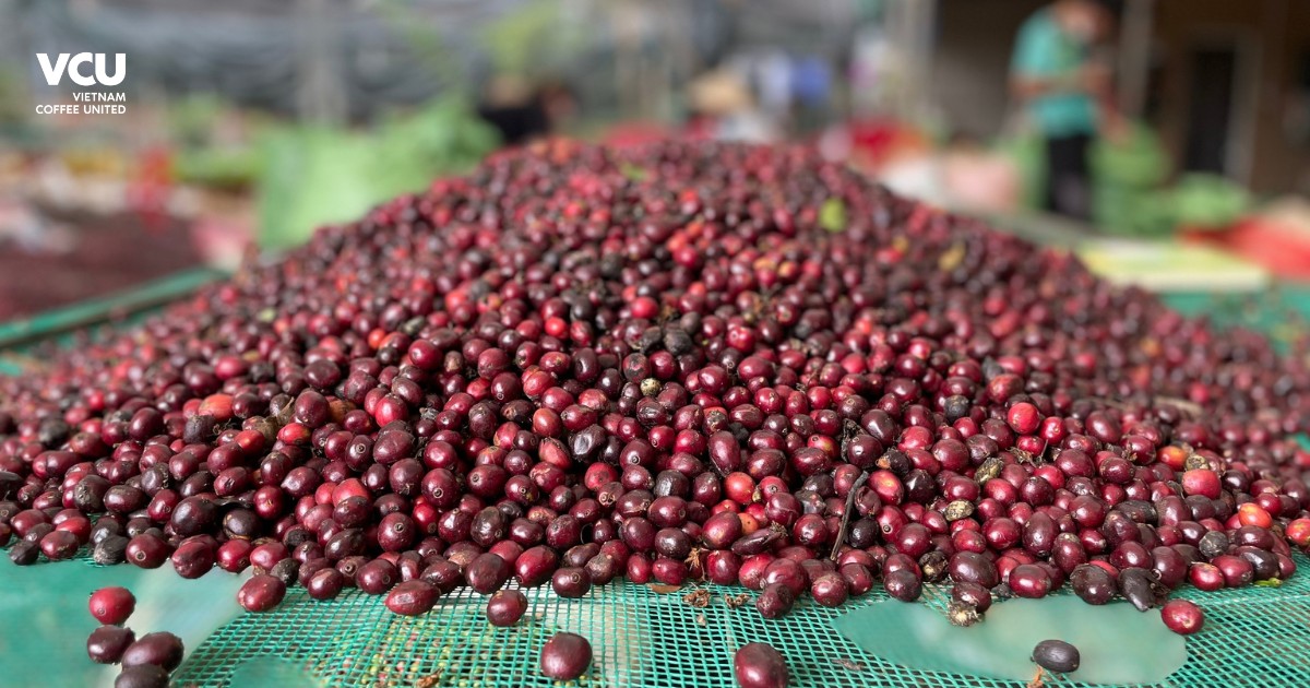 Vietnam Robusta coffee 