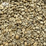 Arabica Full Washed Son La Coffee