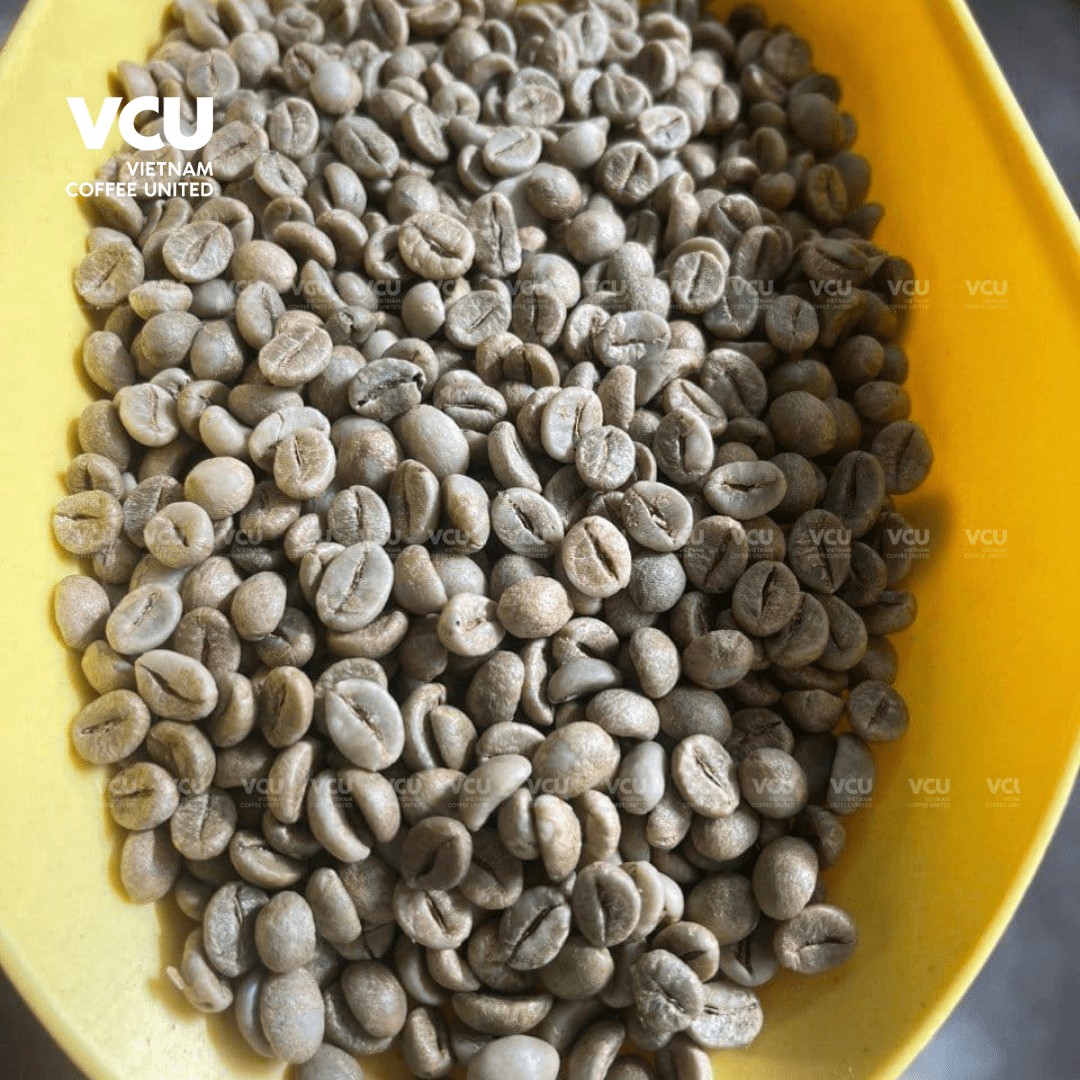 Green beans Robusta Natural Coffee