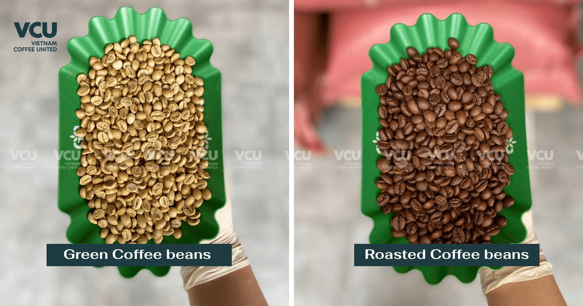 Robusta Natural green beans and roasted beans