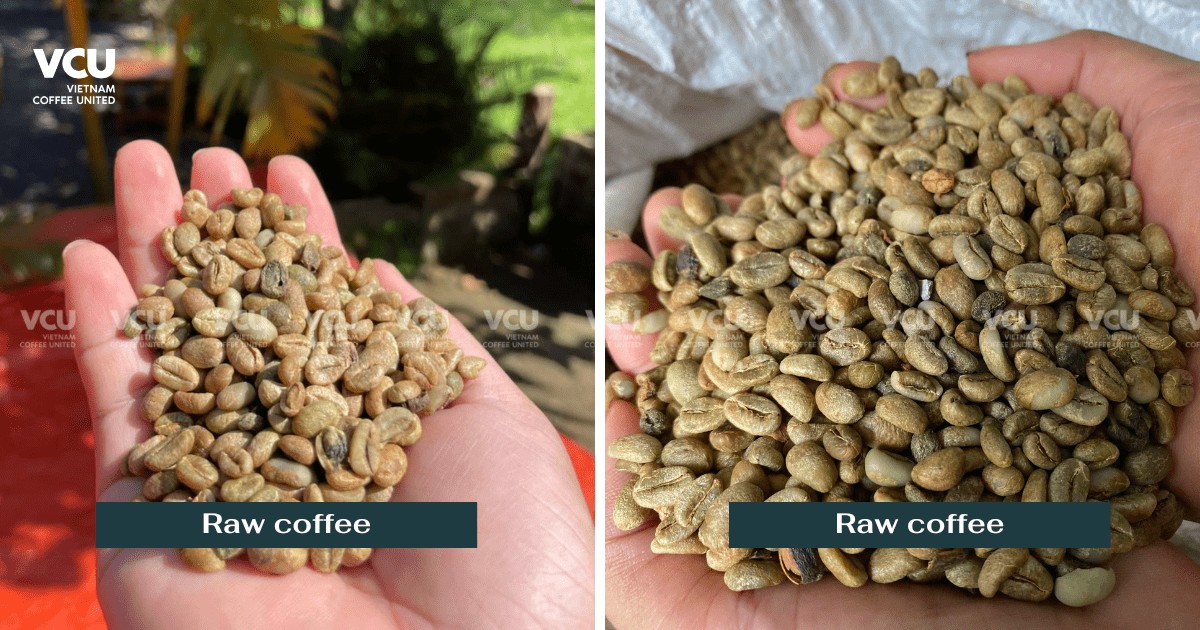 coffee raw year 2024 - 2025