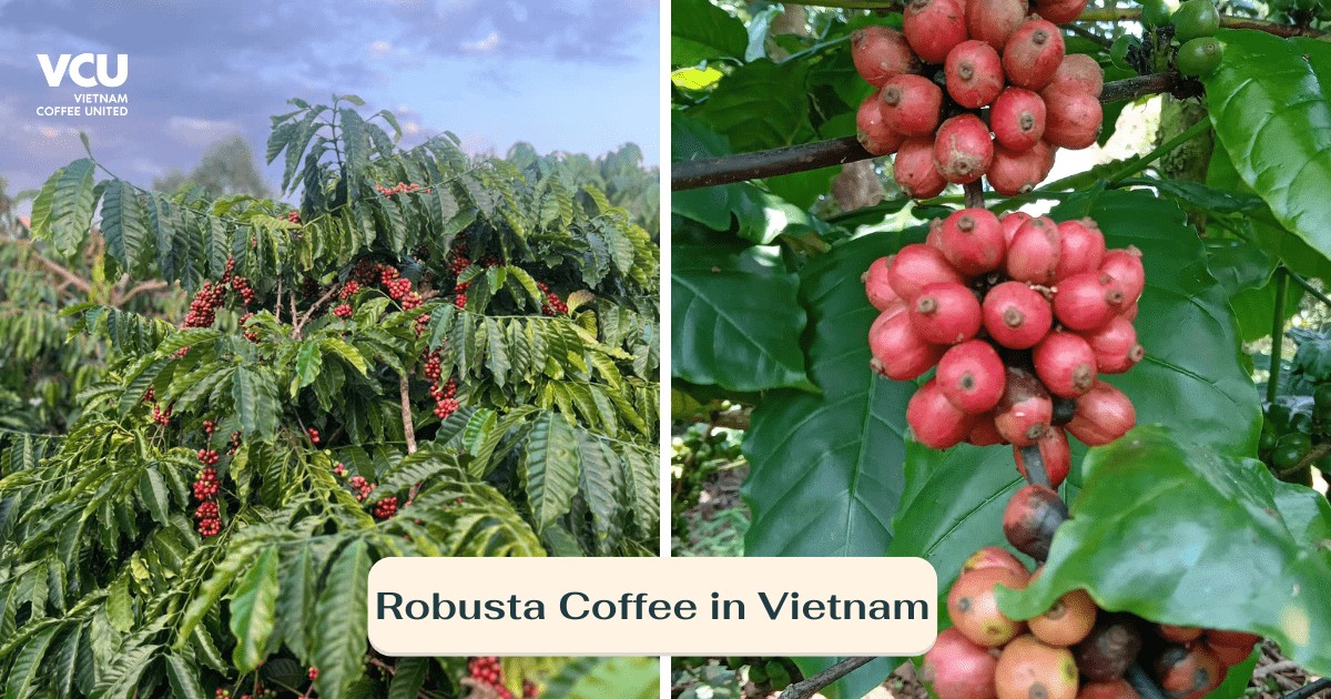 Robusta Coffee in Gia Lai province