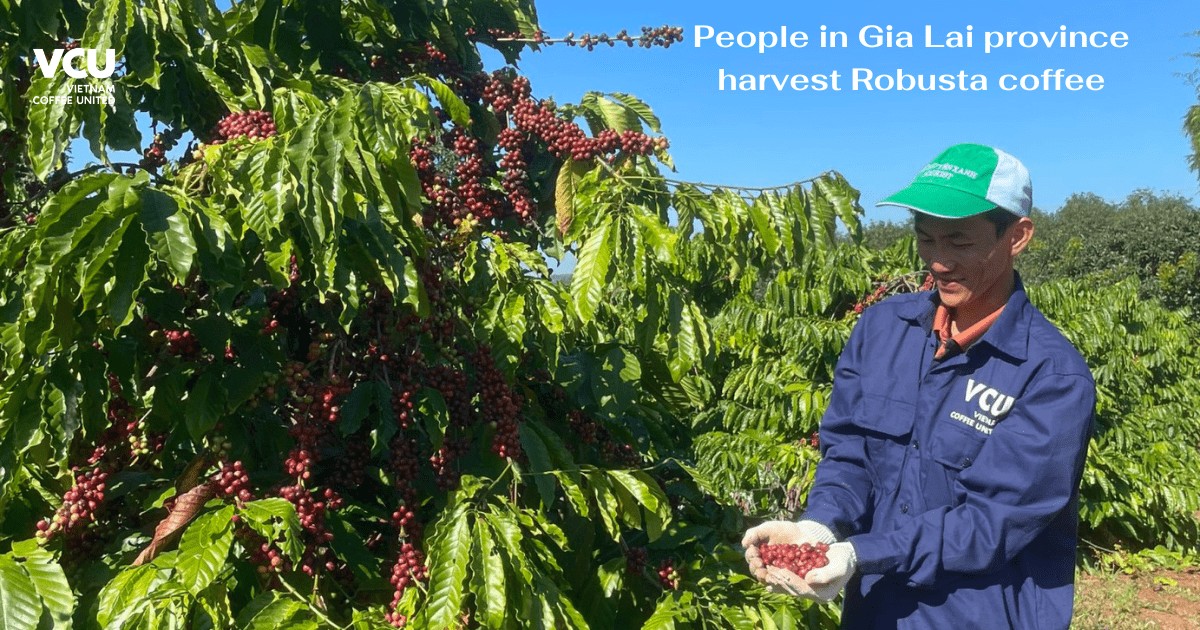 Harvesting Robusta coffee