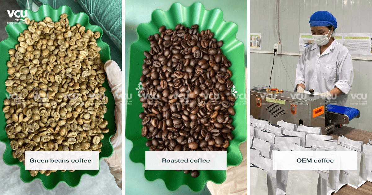 Coffee Supply in Gia Lai with Quality