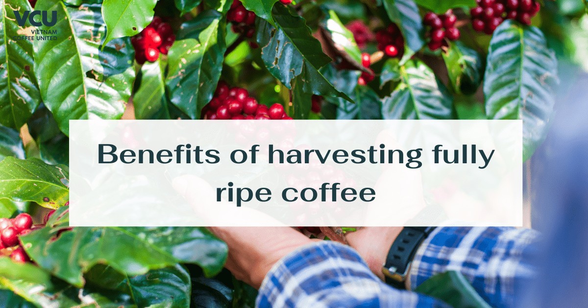 Benefits of harvesting fully ripe coffee