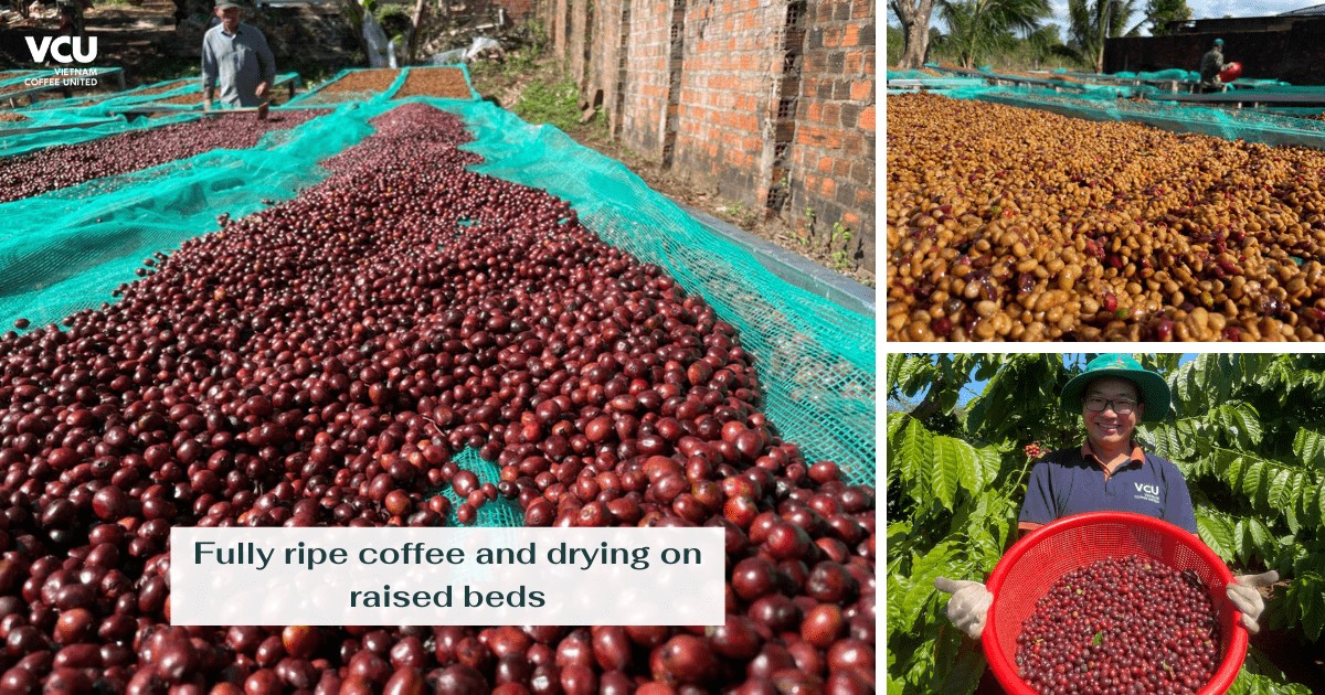 Fully ripe coffee and drying on raised beds