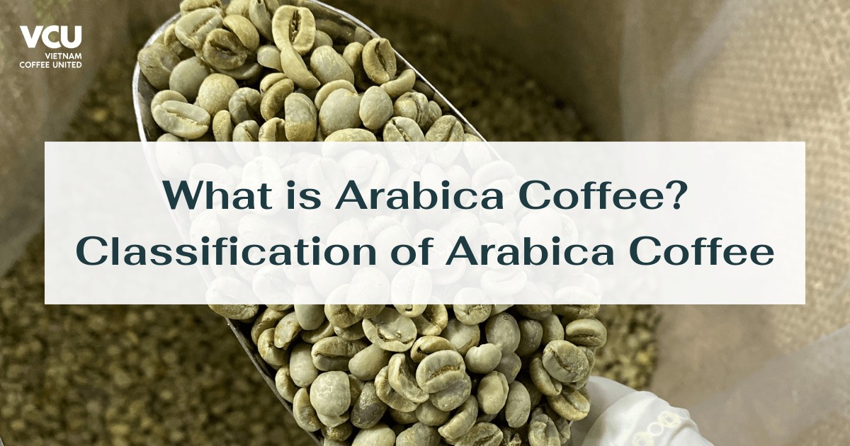 arabica coffee 1