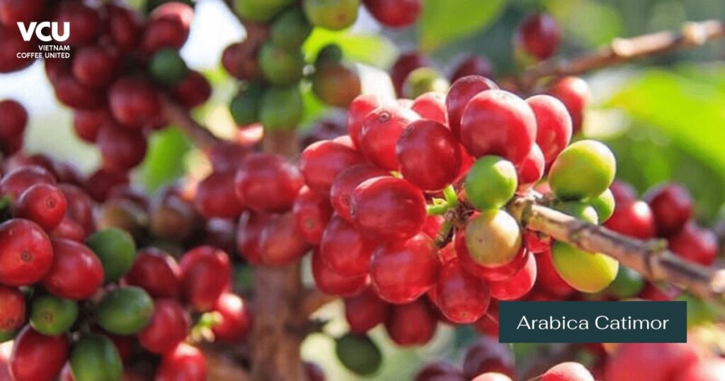 What Is Arabica Coffee? Classification Of Arabica Coffee - VCU ...