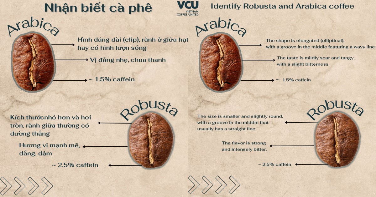 Arabica and Robusta