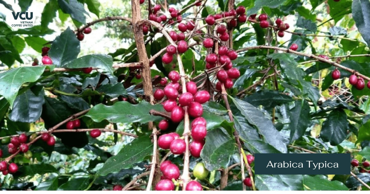 Arabica Typica VCU