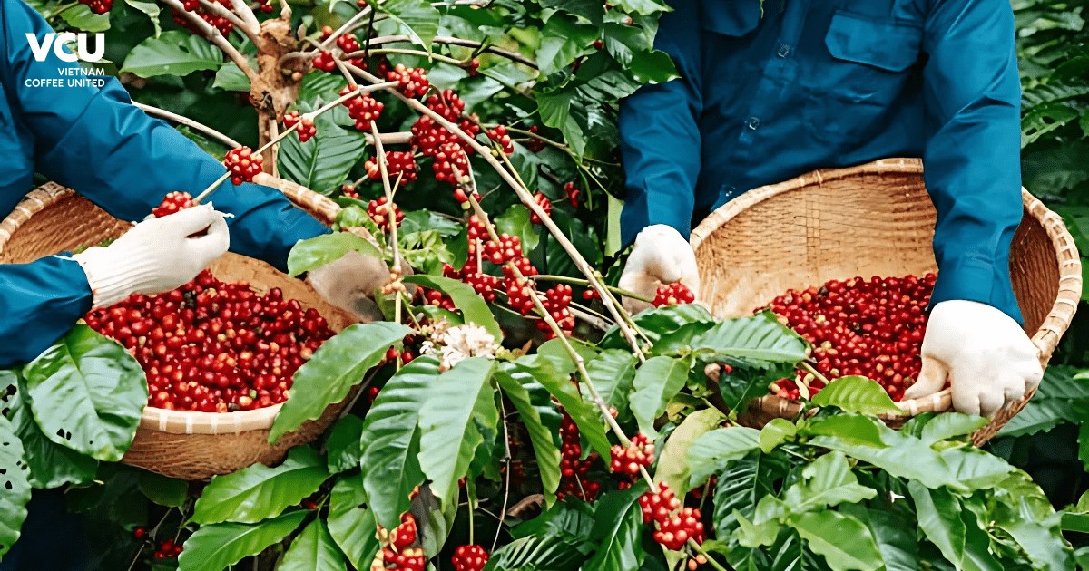 Dak Lak Coffee: The “Capital” of Robusta in Vietnam