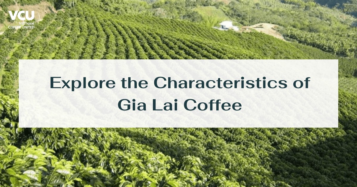 gia lai coffee 1