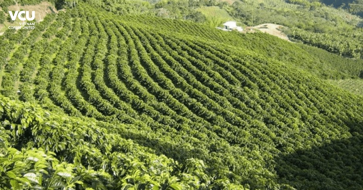 Gia Lai coffee growing region