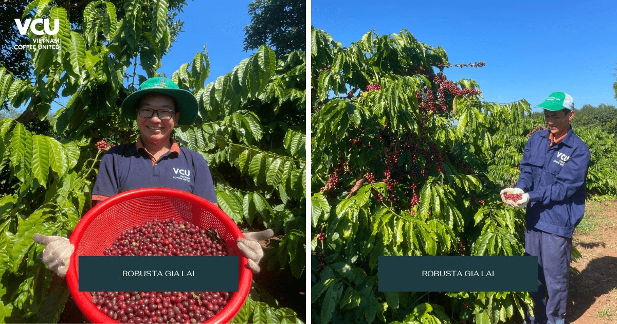 Harvesting coffee in Gia Lai