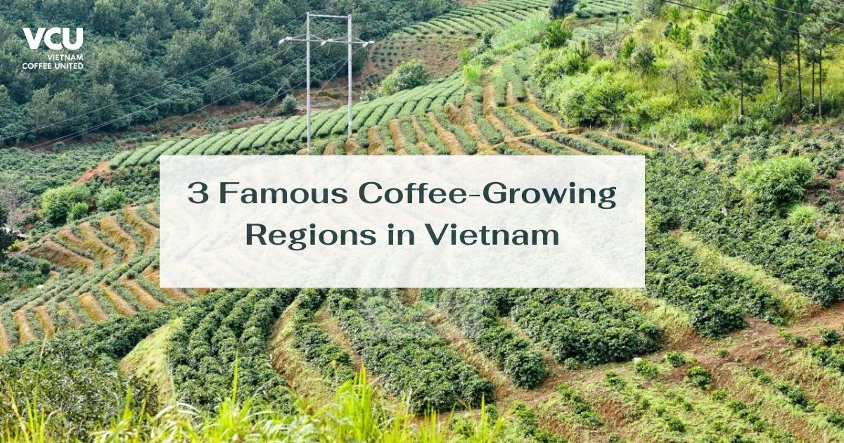 Famous Coffee Growing Regions in Vietnam 1