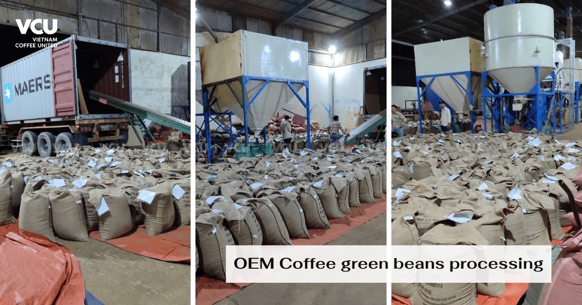 OEM Green Coffee Beans Processing