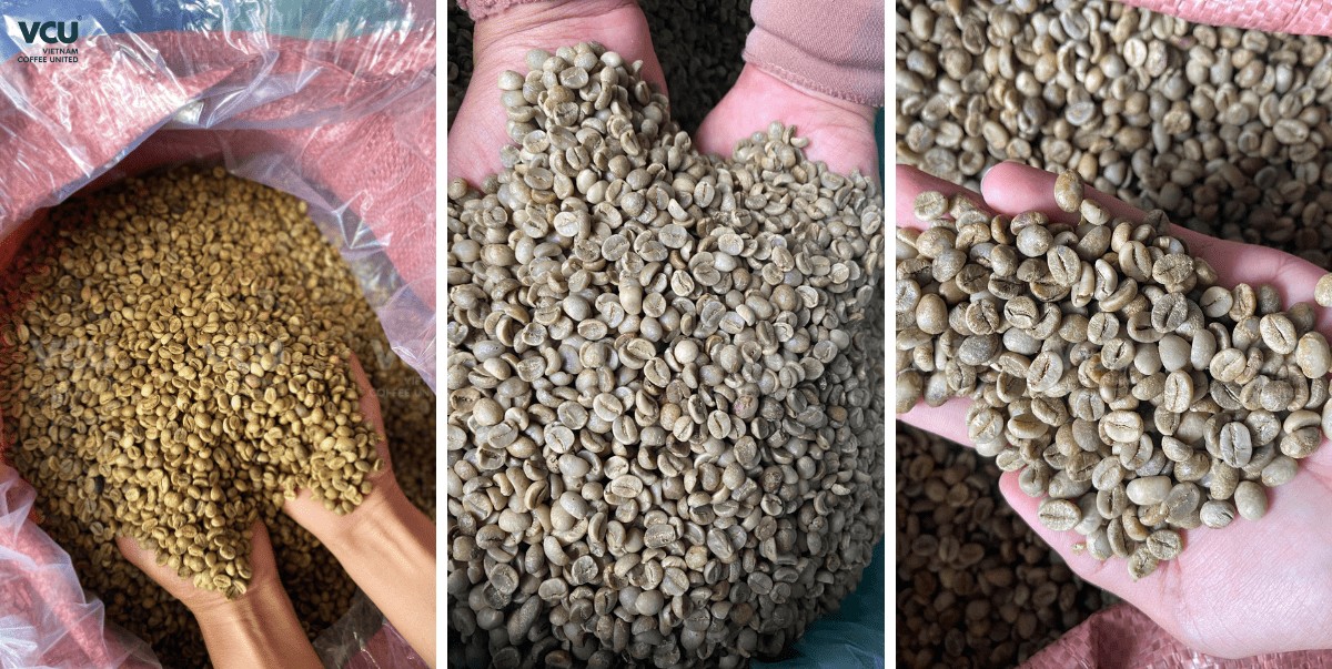 Green Coffee Beans
