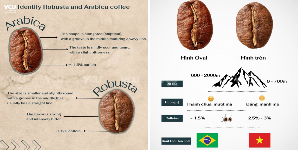 Robusta and Arabica Coffee