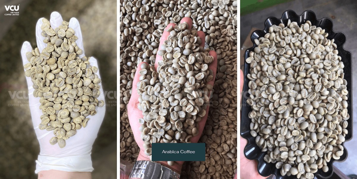 Arabica Coffee