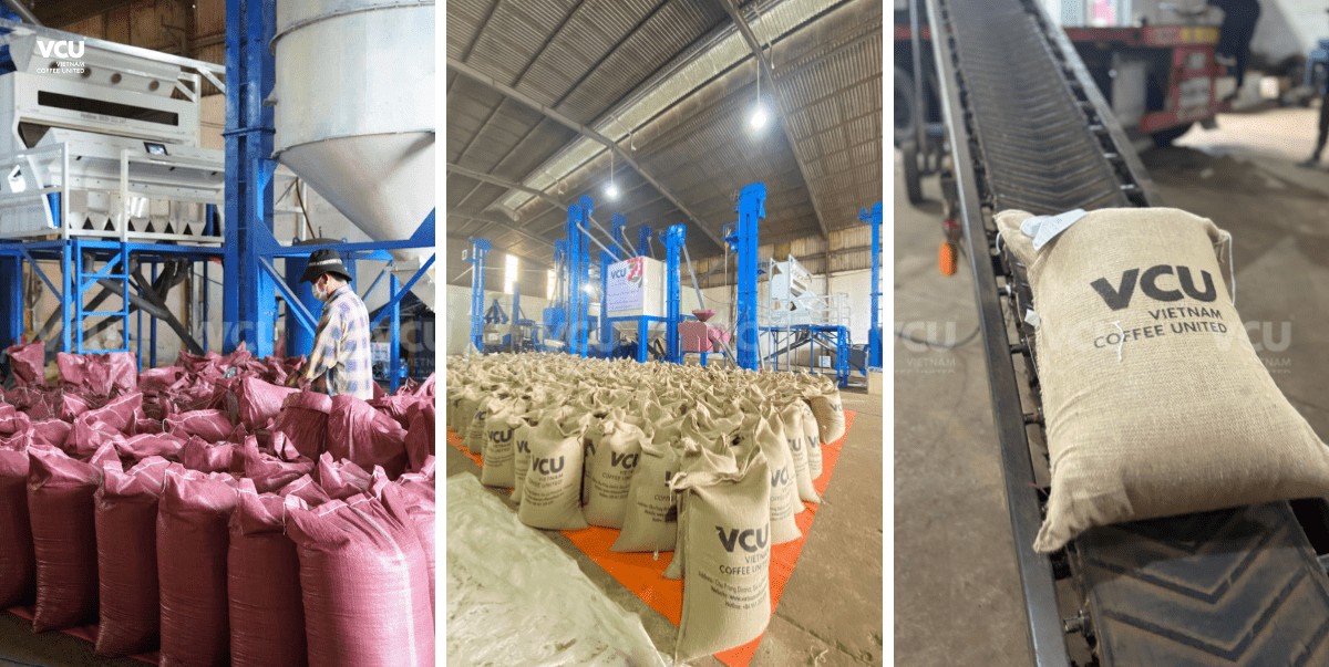 Trusted sources of green coffee beans in vietnam
