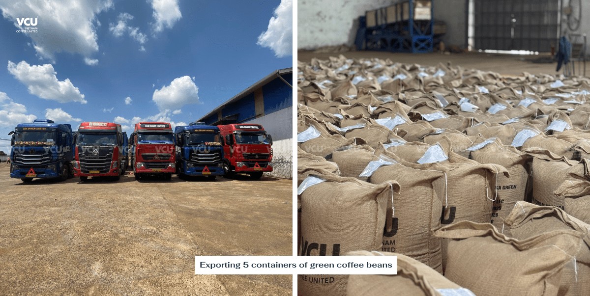 VCU exports 5 containers of green coffee beans
