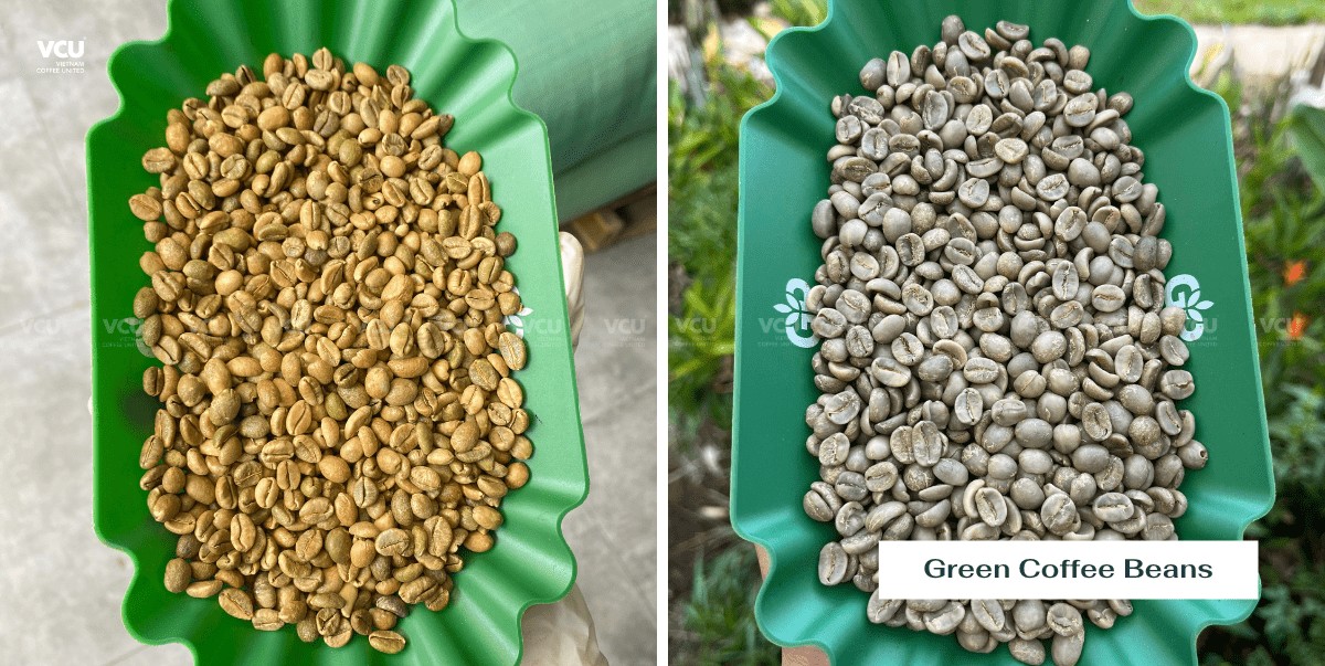 Green Coffee Beans