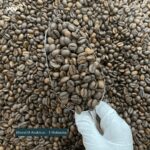 Blend Robusta and Arabica