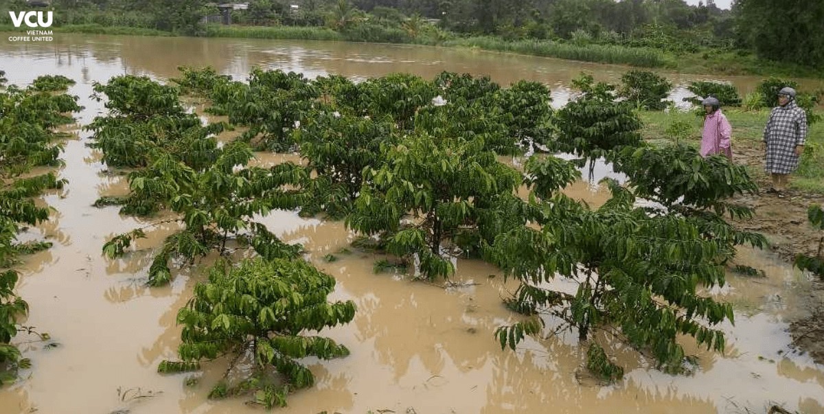 Storms flooded coffee