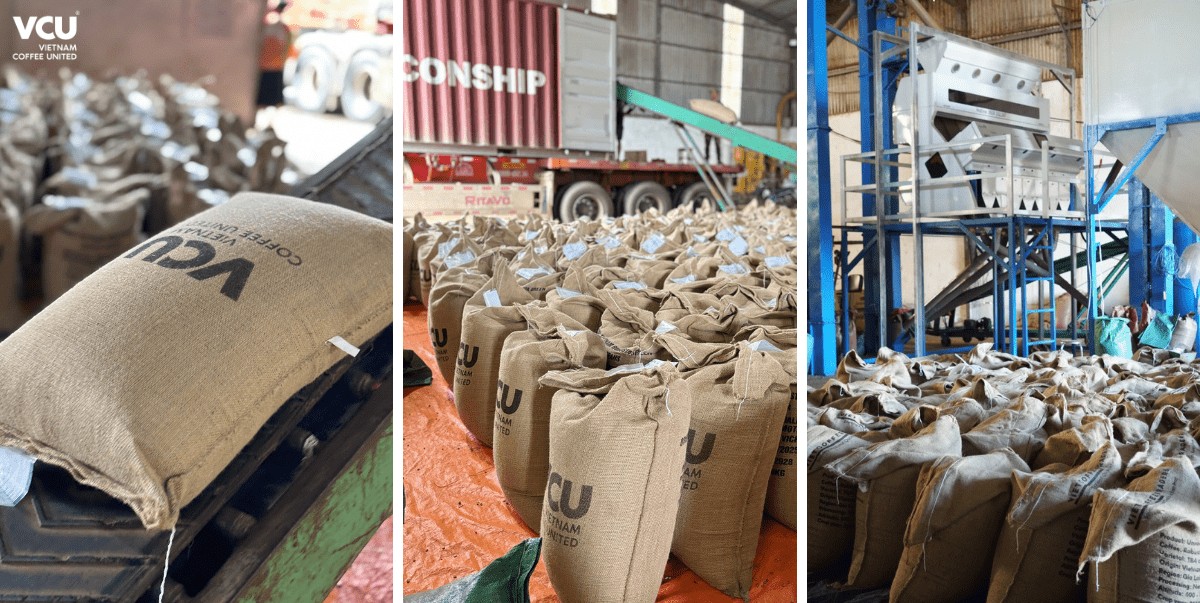 Coffee exports in the 2025 - 2026 crop year