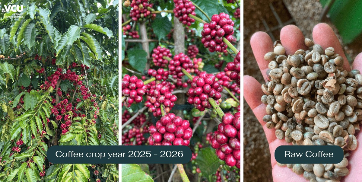 Coffee crop year 2025 - 2026