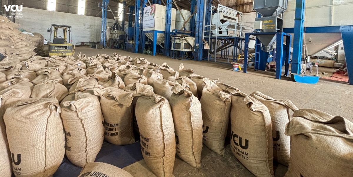 Coffee exporting businesses need to have appropriate adaptation plans.