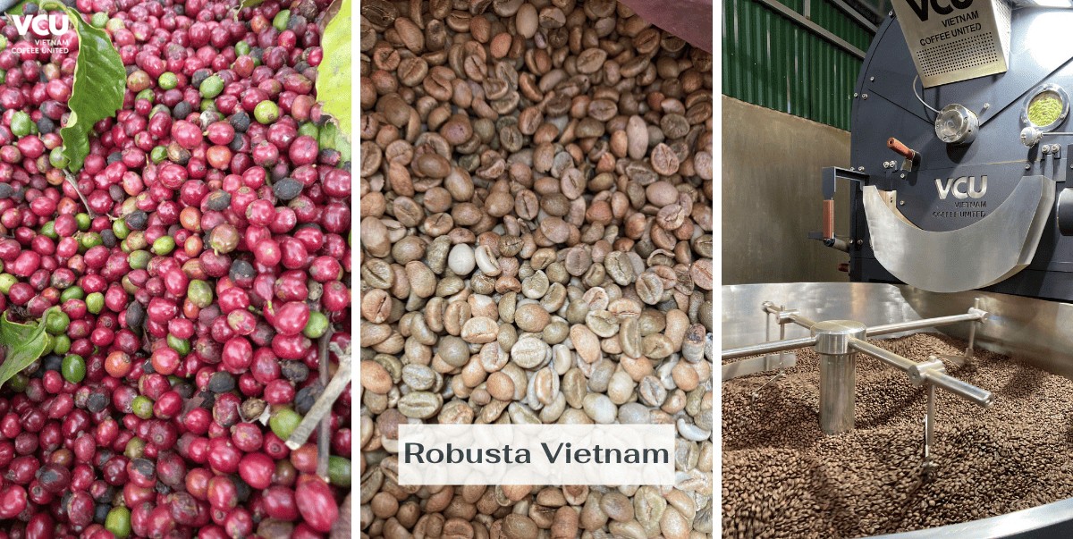 Vietnam Robusta Coffee
