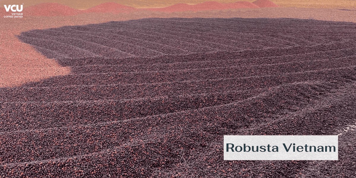 Robusta Coffee