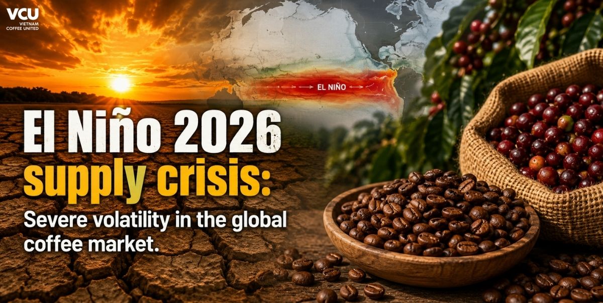 El Niño 2026 supply crisis: Severe volatility in the global coffee market
