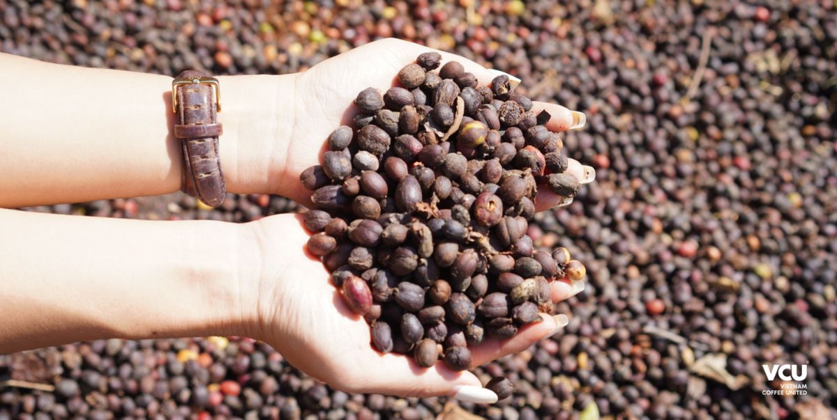 Robusta Vietnam VCU