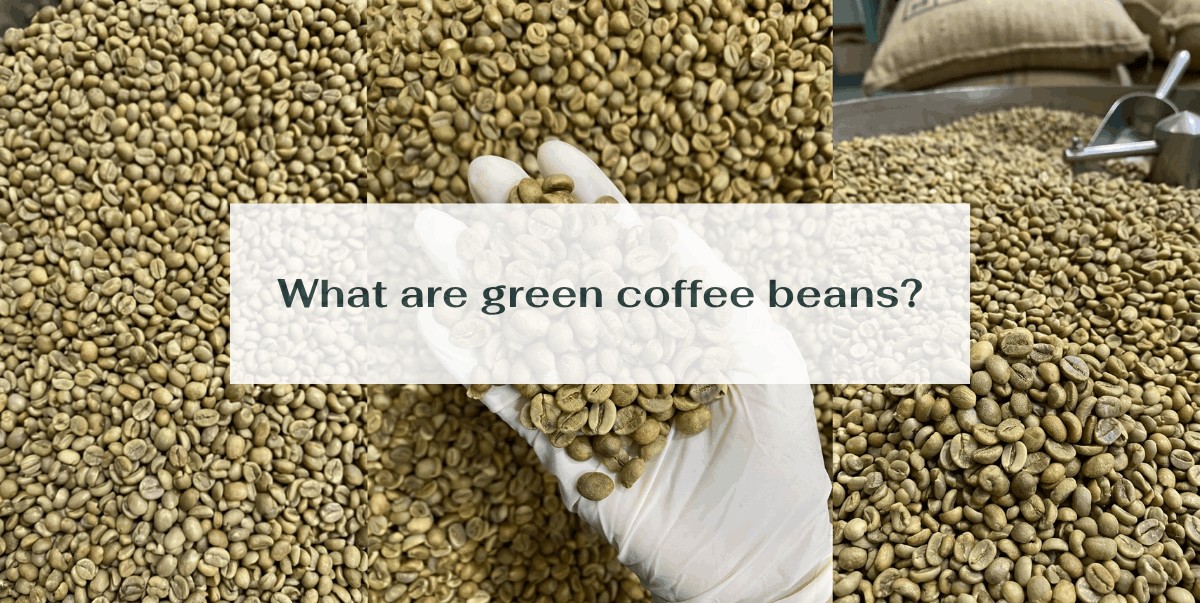 What are green coffee beans?
