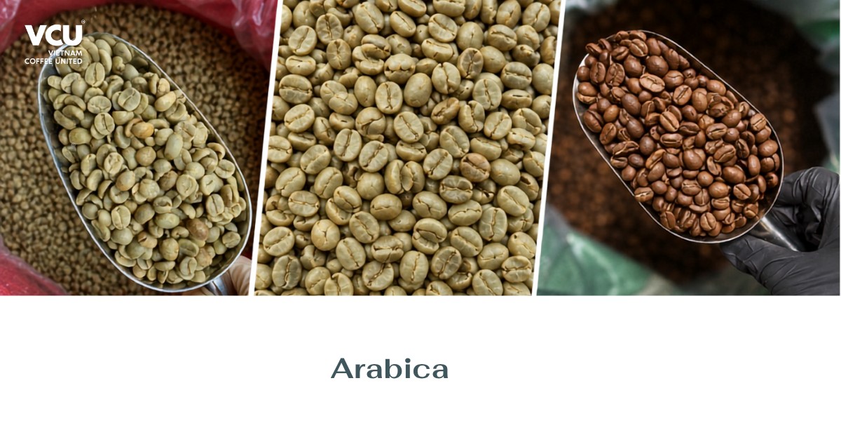 Green and roasted Arabica coffee beans