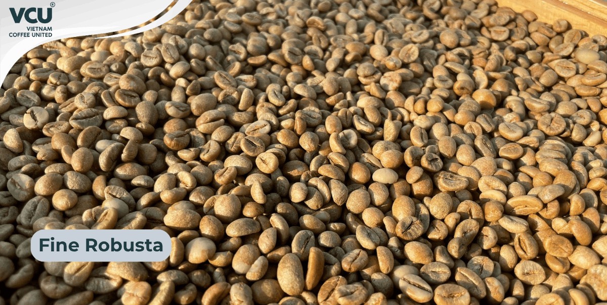 Fine Robusta Vietnam - Coffee export standards to Japan