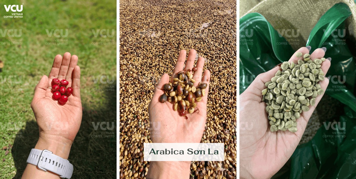 Arabica Sơn La Việt Nam