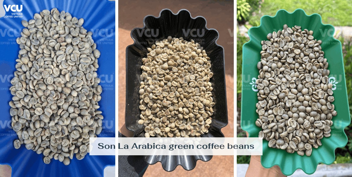 Son La Arabica Green bean coffee
