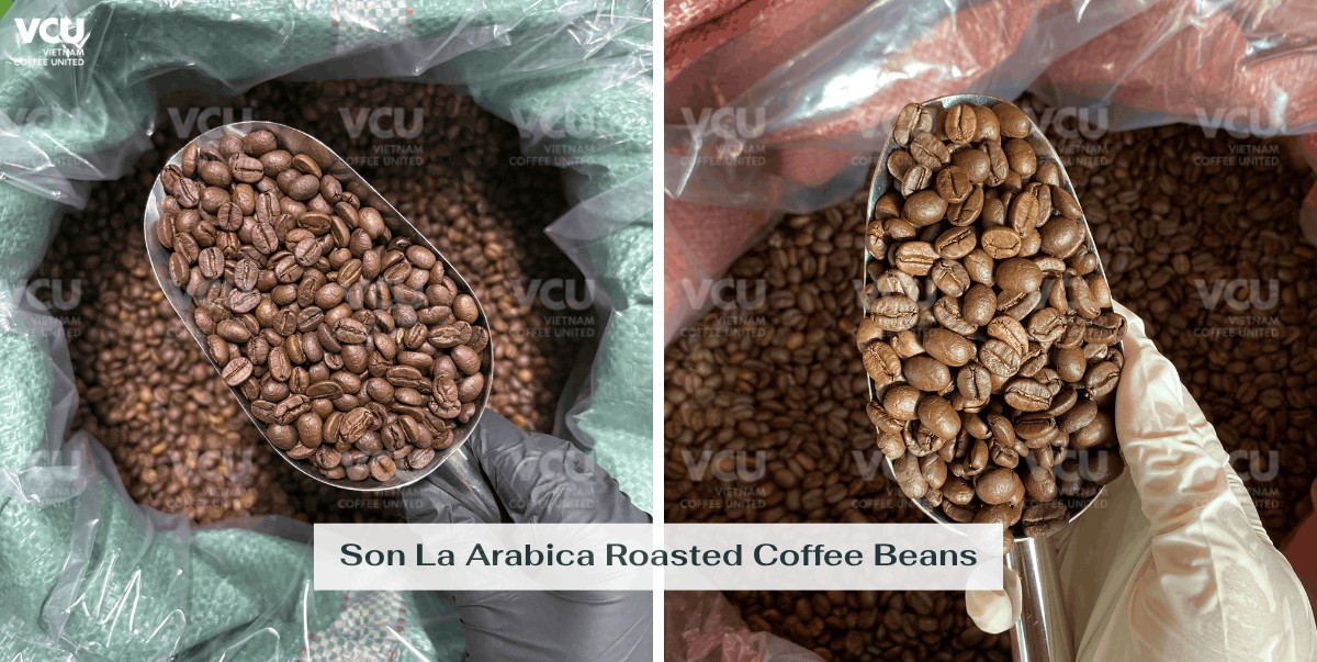Son La Arabica roasted coffee beans