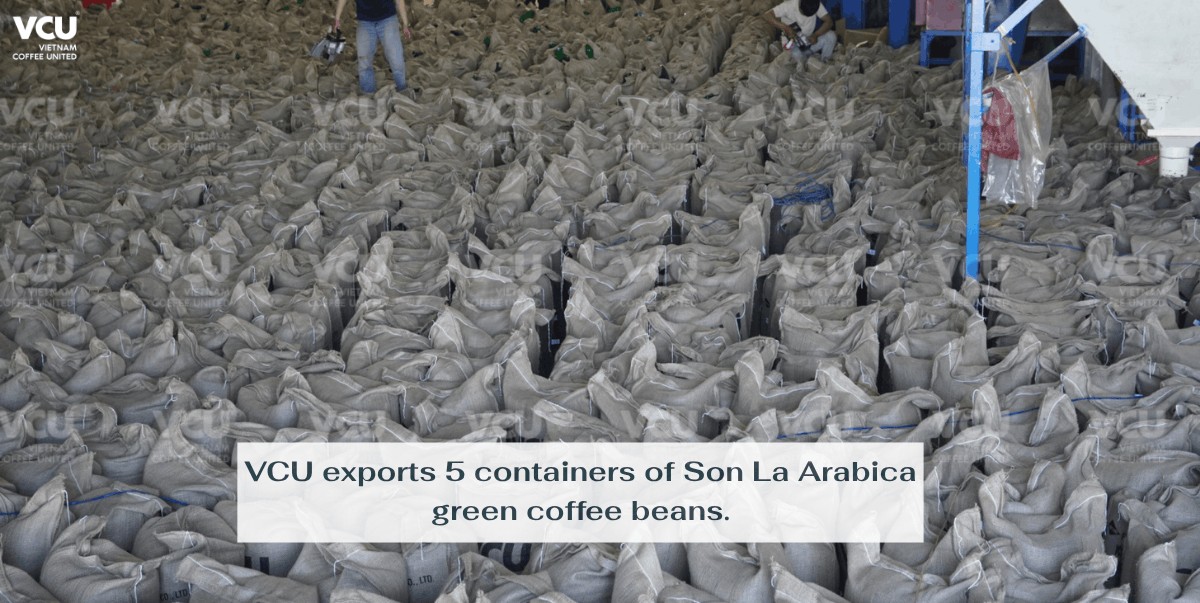 VCU exports 5 containers of Son La Arabica green coffee beans.